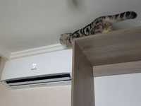 ����-������� ����� � �������